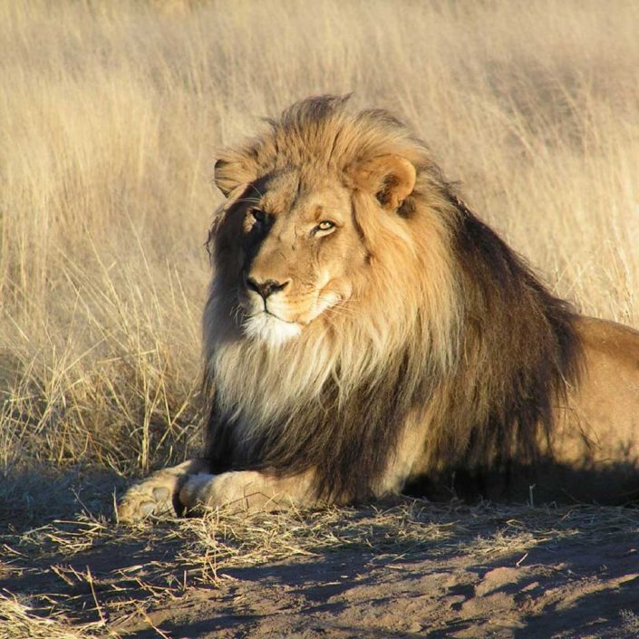 Fernbank House Tina Logan Yoga Classes and Instruction in Highland Perthshire